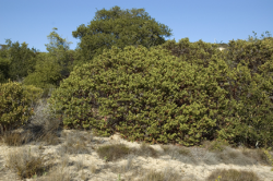 Photo taken at Fort Ord © 2007 by Dylan Neubauer 